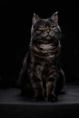 Adorable scottish black tabby cat on black background.