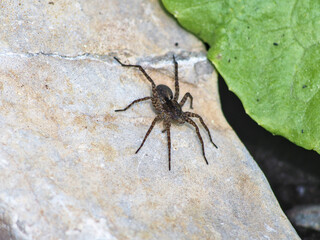 Spinne auf einem Stein neben einem grünen Blatt