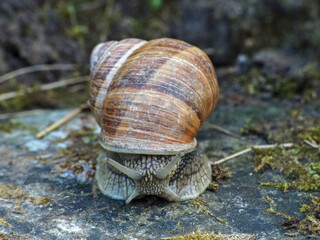 Weinbergschnecke auf einem Stein mit Blick nach Vorne gerichtet und schönem Schneckenhaus