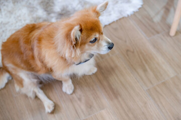 Corgi pembroke breed waiting his owner at home.