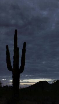 Vertical Video Saguaro Cactus in Thunderstorm