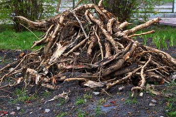 A pile of garbage roots, remains of trees after spring cleaning on garden plot
