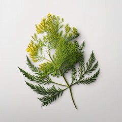 Dill Leaf branch in white simple background minimal generative ai