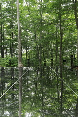 ガラスに映る新緑