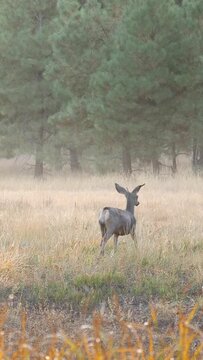 Vertical Video Deer in Foggy Meadow Scenic