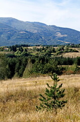 Fototapeta na wymiar Scene with autumn meadow, forest and residential district of the Bulgarian village of Plana in the Plana mountain with the Vitosha mountain in the background, Bulgaria 