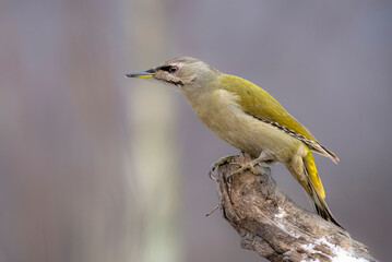 Grey-headed woodpecker ( Picus canus ), grey-faced woodpecker