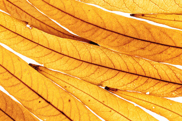 Long thin yellow orange autumn willow leaves as natural textured background, organic design, Fall season botanical scenery, macro trend nature aesthetic, top view, diagonal composition