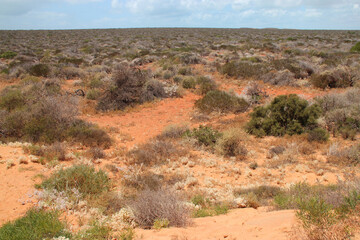 françois péron park - shark bay - australia