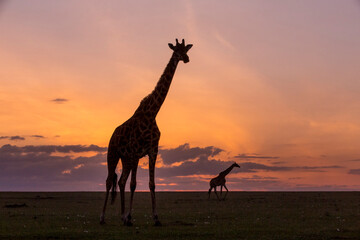 Giraffe Silhouette Sunset