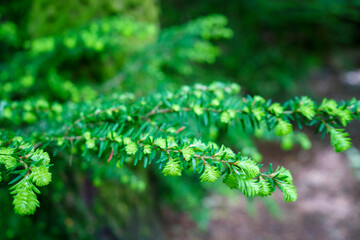 Close up of young pine tree needles