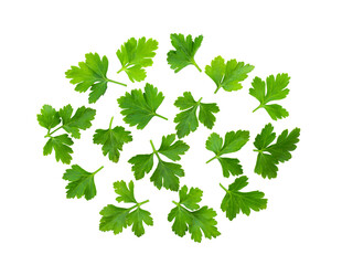Green coriander leaves close-up, isolation on transparent png