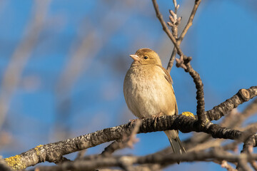Female Common Chaffinch perched on a tree branch