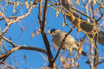 Male Eurasian Blackcap perched on a tree branch