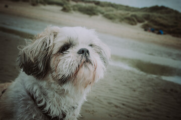 shih tzu dog looks up on the beach