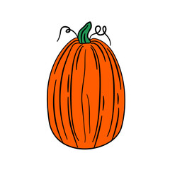 summer squash pumpkin vegetarian