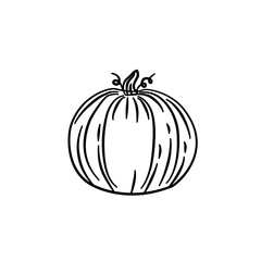 summer squash pumpkin vegetarian line illustration