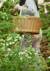 Picking plants in nature, outdoor leisure activity. Partial out of focus view of woman with wicker basket picking plants and flowers in the field. Selective focus in foreground of white flowers.