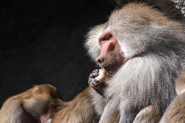 baboon