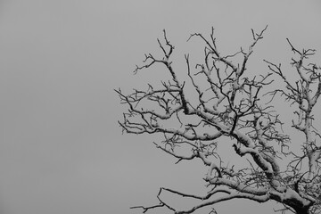 Snow on winter tree in Texas landscape, minimalism background with copy space, simplicity in nature.