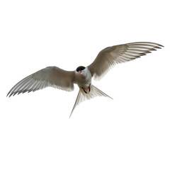 white arctic tern fly wings deployed on a transparent background - obrazy, fototapety, plakaty