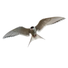 Fotobehang white arctic tern fly wings deployed on a transparent background © Jean Isard