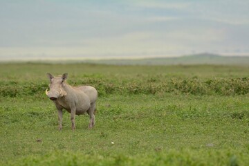 Warthog in savannah