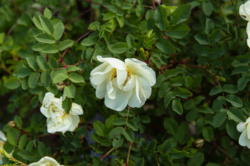 White rosehip flowers. Natural. Rosehip diseases. Soft focus