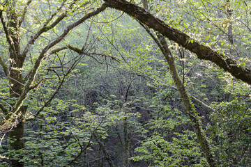 Geres green woods during spring