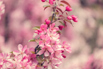 Blooming pink tree against on a pink background on bright sunny day. Spring flowers in nature.  Shallow depth of field, vintage muted tones.