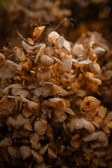 Dry hydrangea
