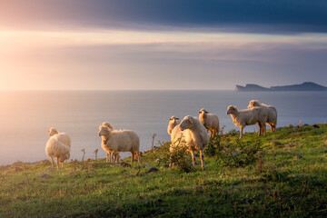 Herd of Sheep on the green grass by the Sea Coast. Sardinia, Italy. Cloudy Sunset Sky - obrazy, fototapety, plakaty
