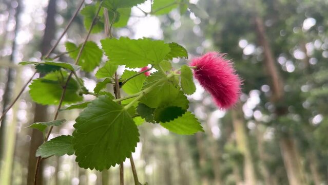 Acalypha reptans hanging plant against a pine forest backdrop