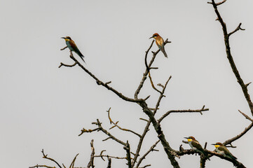 Four colorful European bee-eater bird sitting on a tree branch with a green background in South Moravia

