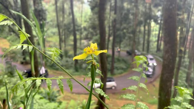 Yellow walking iris (hand of god) in forest with blurred background of several walking cars