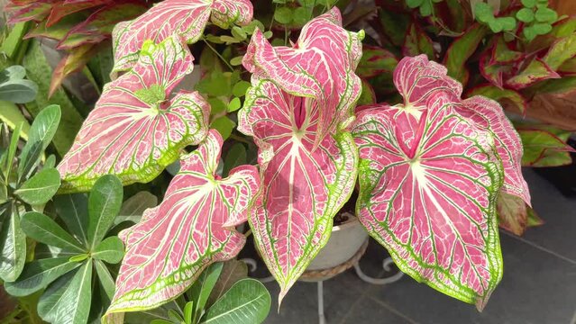Caladium wayang leaf plant