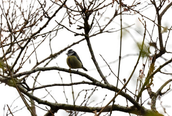 Blue tit "Caeruleus cyanistes" bird on branch of blossom tree at start of Spring season. Background wooden twigs and branches. Dublin, Ireland