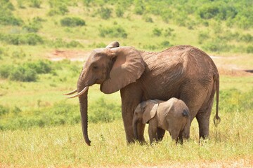 Naklejka na ściany i meble Baby elephant with mother