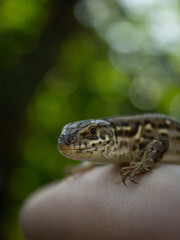 Close-up photo of a lizard on the hand. Sand lizard (Lacerta agilis)
