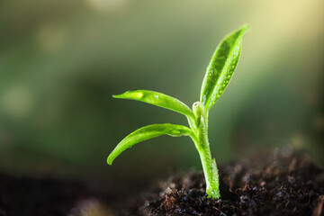 Young plant growing in a ground with sunlight. Environmental conservation and ecology concept. World Earth Day background.