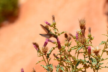 COLIBRì AL Bryce canyon USA
