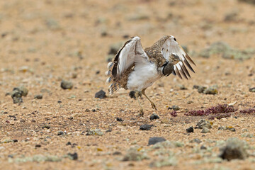 Canarian houbara bustards(Chlamydotis undulata fuertaventurae) acting agressive and territorial...