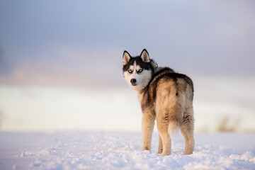 black and white siberian husky with blue eyes walks in the snow in winter against the background of the evening sky - obrazy, fototapety, plakaty