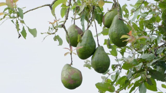 Green shoots of avocado fruit plants swaying in the wind