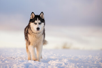 black and white siberian husky with blue eyes walks in the snow in winter against the background of the evening sky