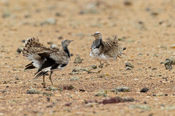 Canarian houbara bustards(Chlamydotis undulata fuertaventurae) acting agressive and territorial towards eachother.