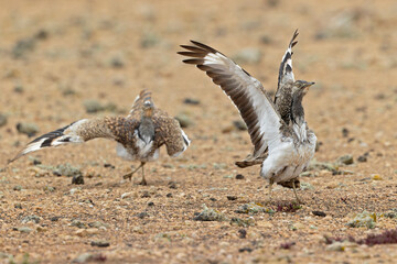 Canarian houbara bustards(Chlamydotis undulata fuertaventurae) acting agressive and territorial towards eachother.