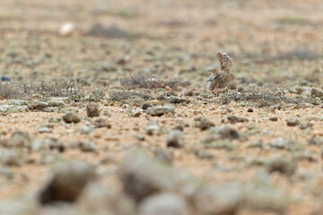 A Canarian houbara (Chlamydotis undulata fuertaventurae) foraging in the arid landscape of Fuerteventura Spain.