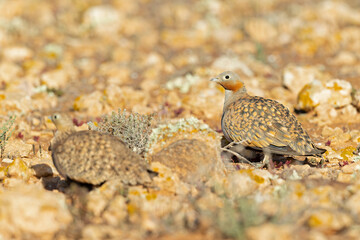 A couple black-bellied sandgrouse (Pterocles orientalis) foraging in the arid landscape of Fuerteventura Spain.