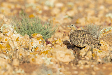 A female black-bellied sandgrouse (Pterocles orientalis) foraging in the arid landscape of Fuerteventura Spain.